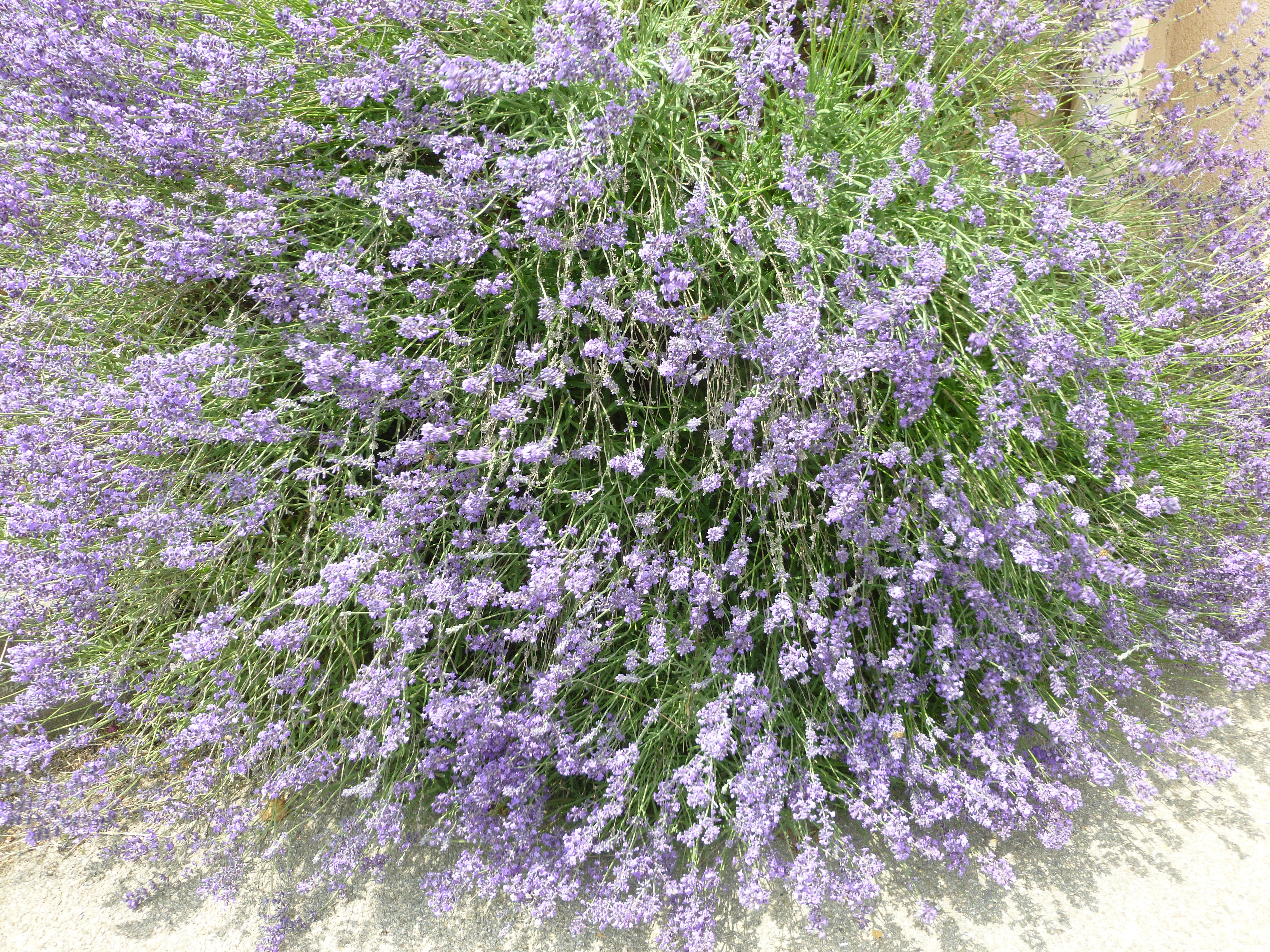 Lavande vraie, officinale 00234