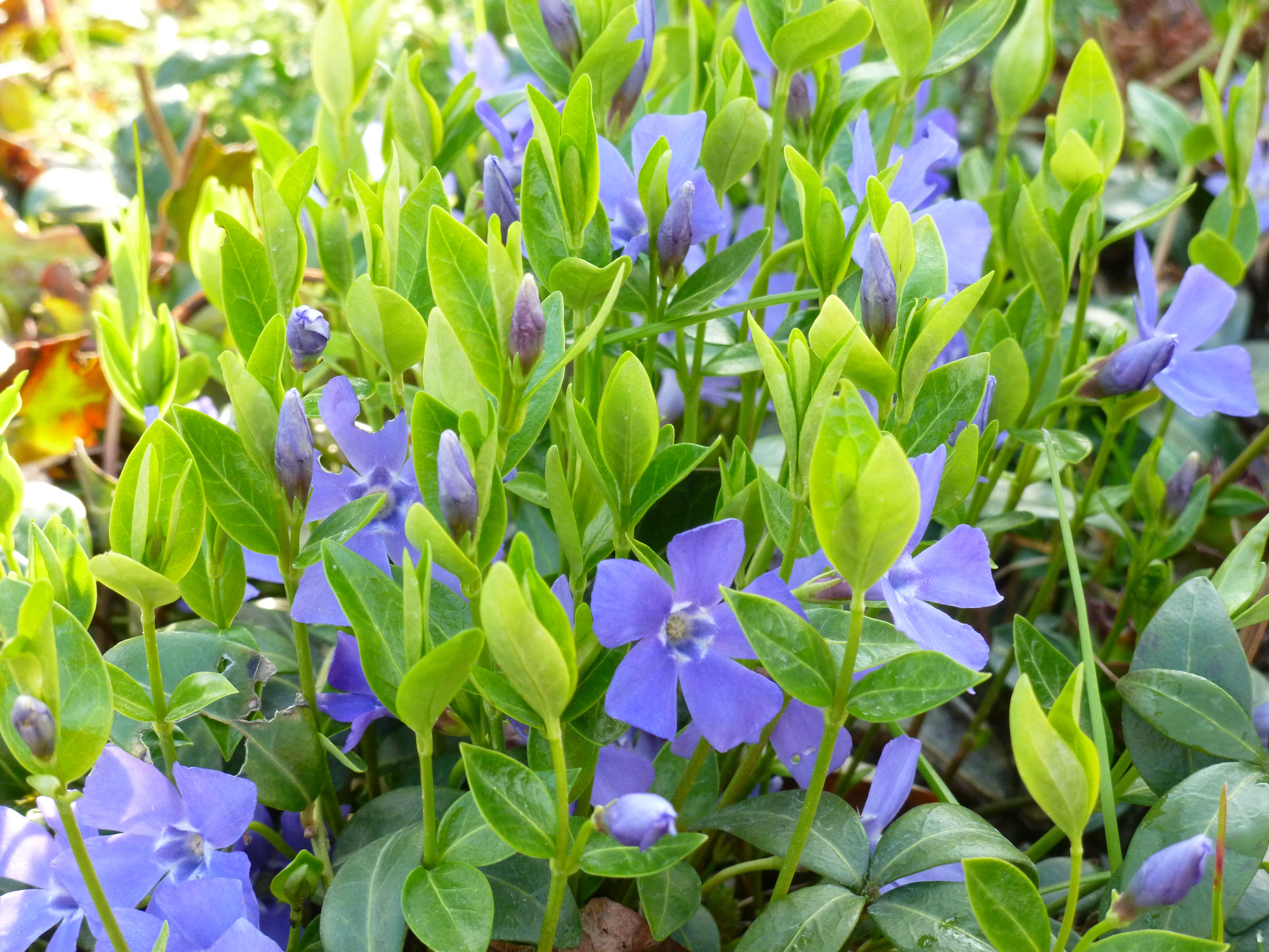Petite pervenche 00439