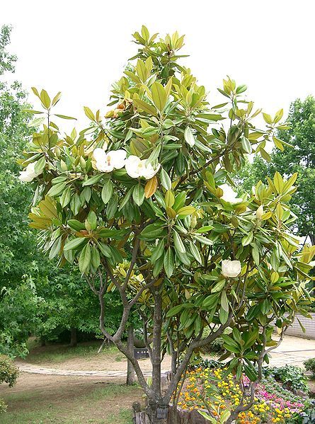 Magnolia à grandes fleurs 00247