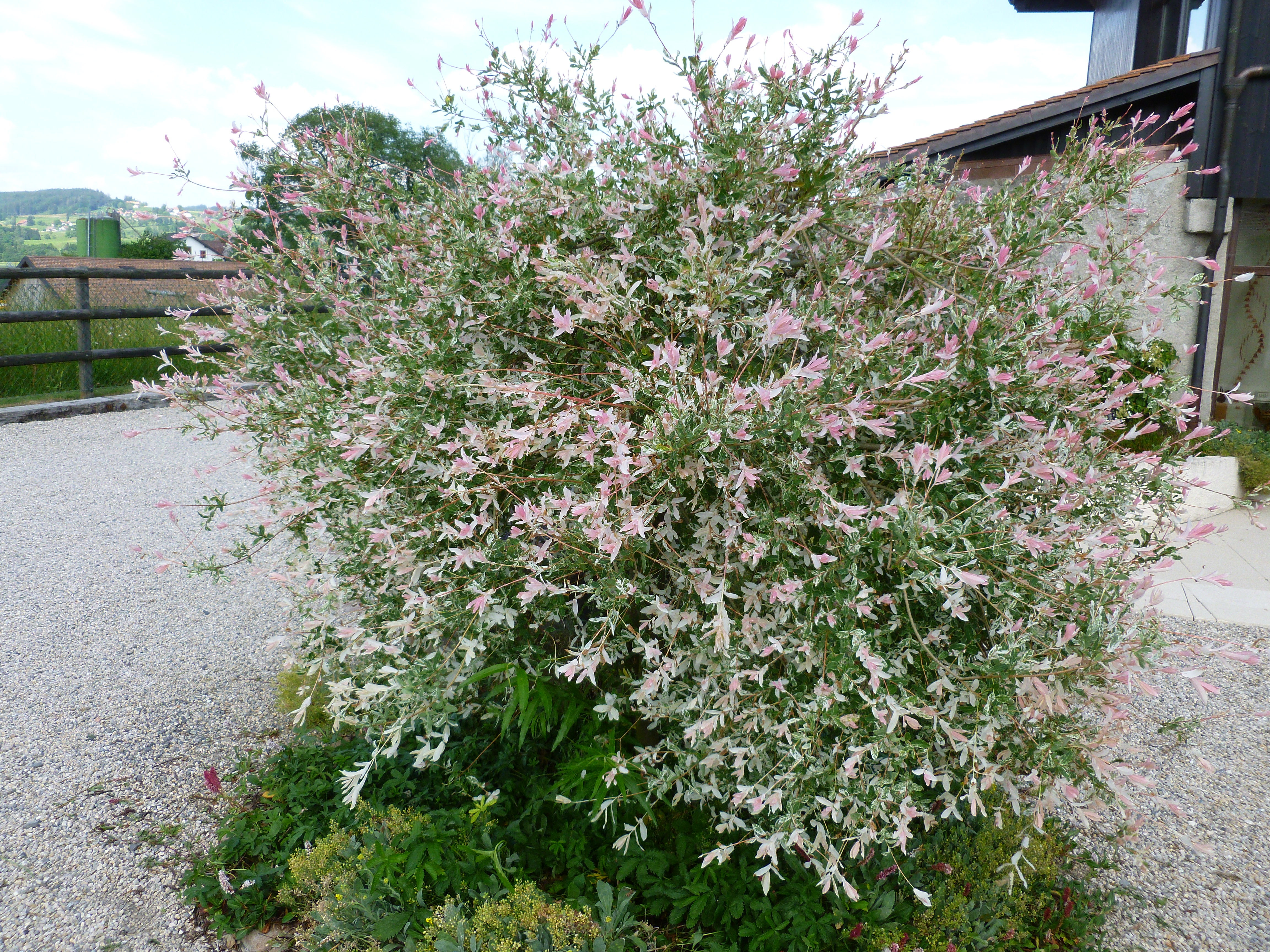 Saule crevette 00383