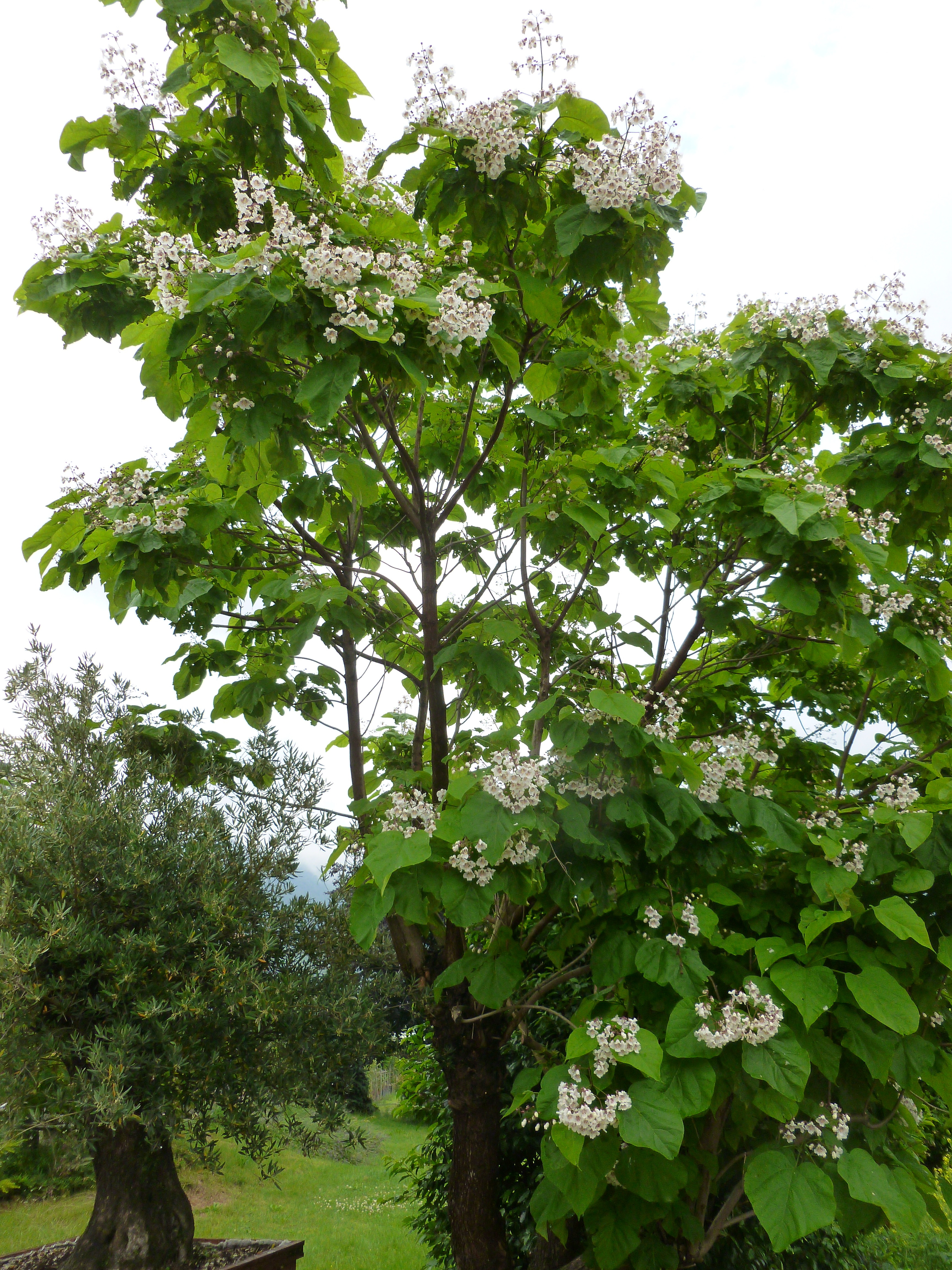 Catalpa de Caroline 00100
