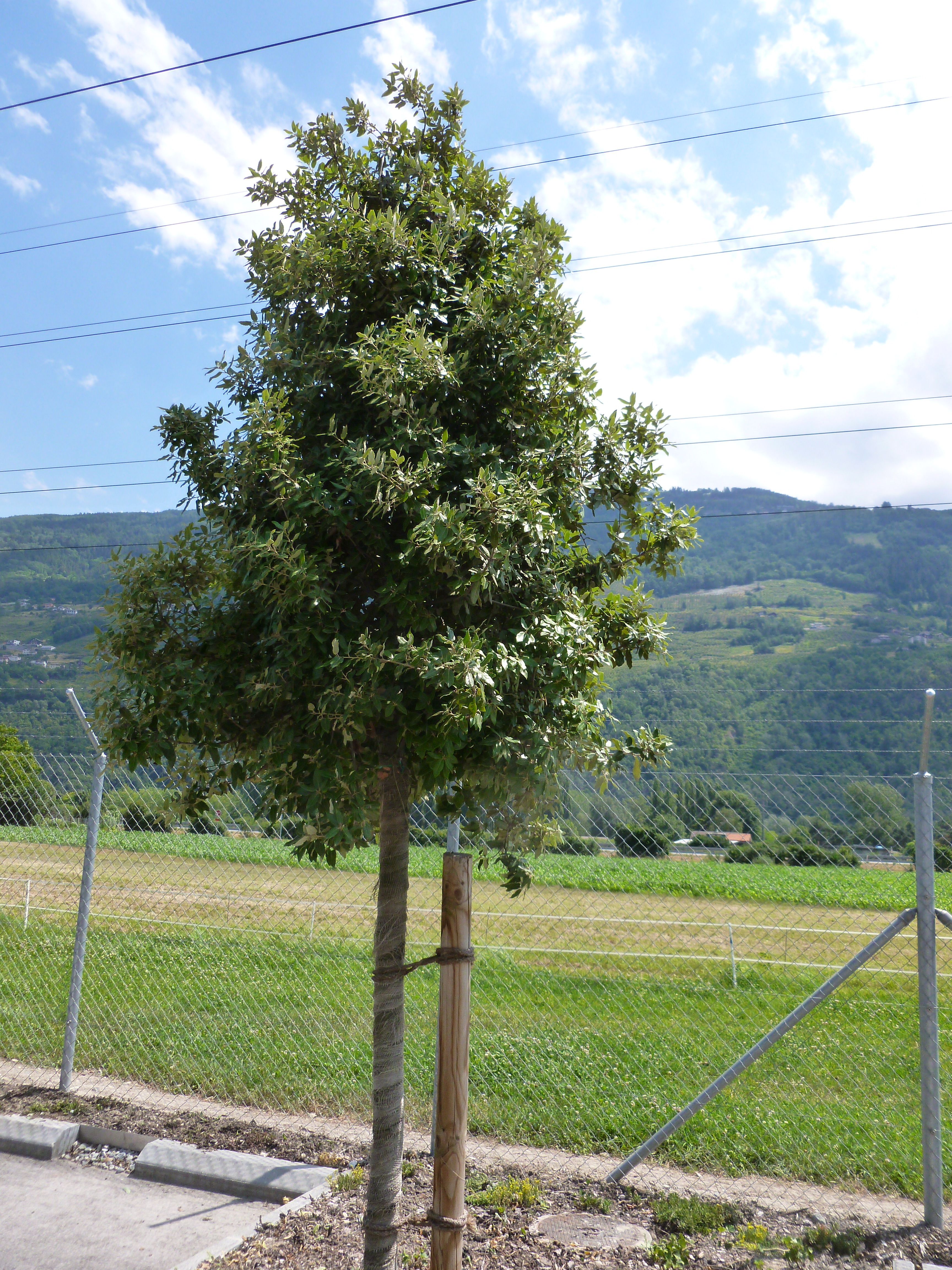 Chêne vert 00329