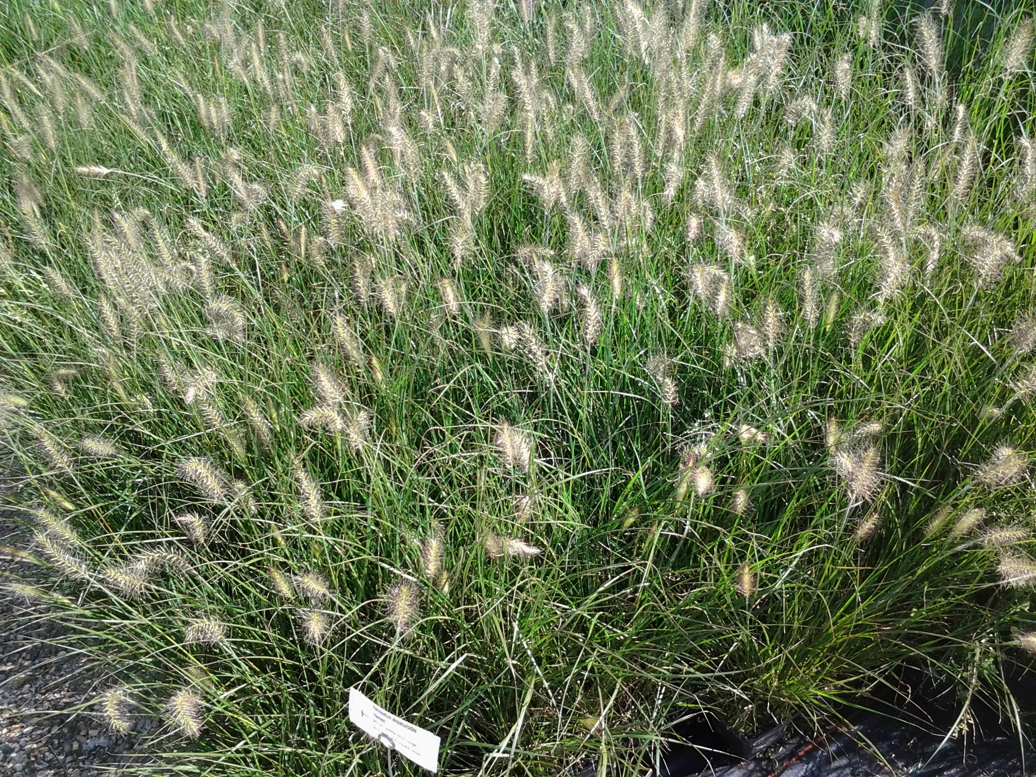 Herbes aux écouvillons "Hameln" 00442