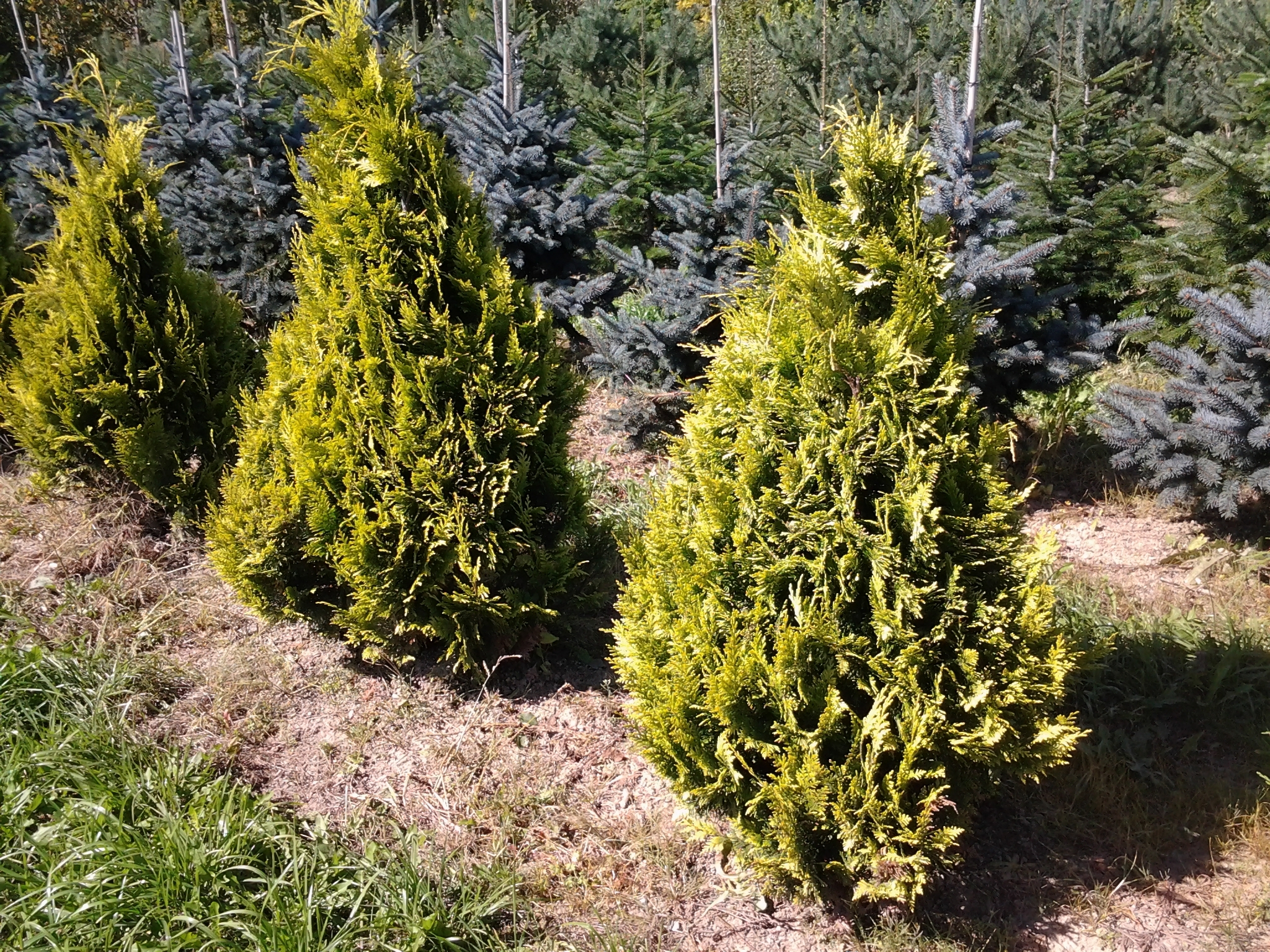 Cyprès de Lawson 00120