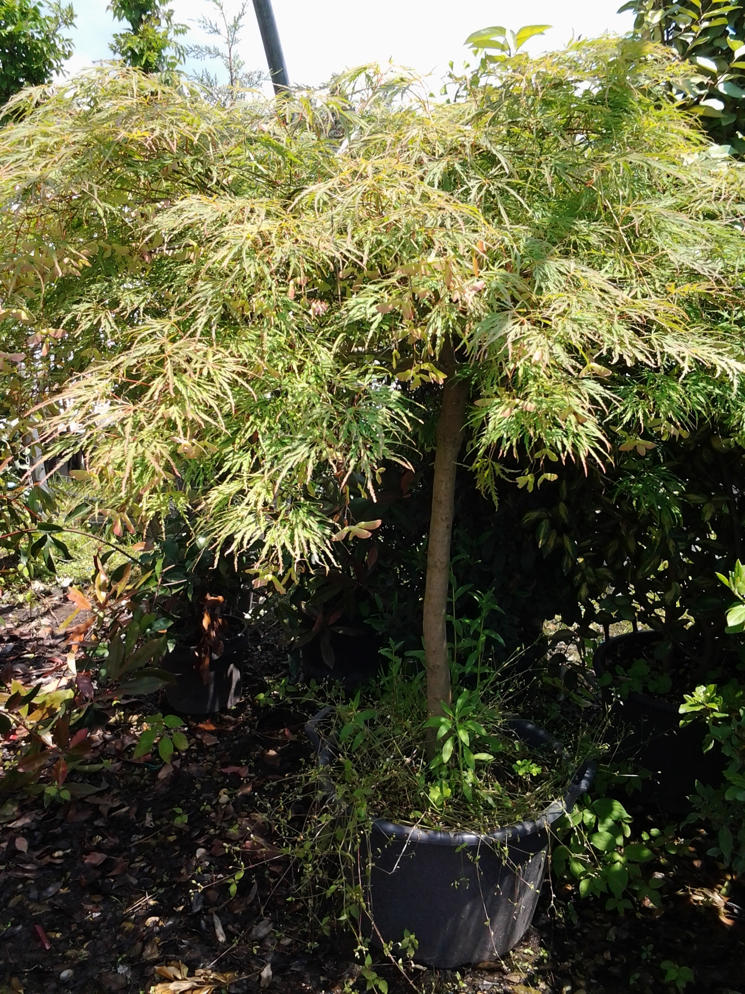 Érable du Japon 'dissectum' 00029