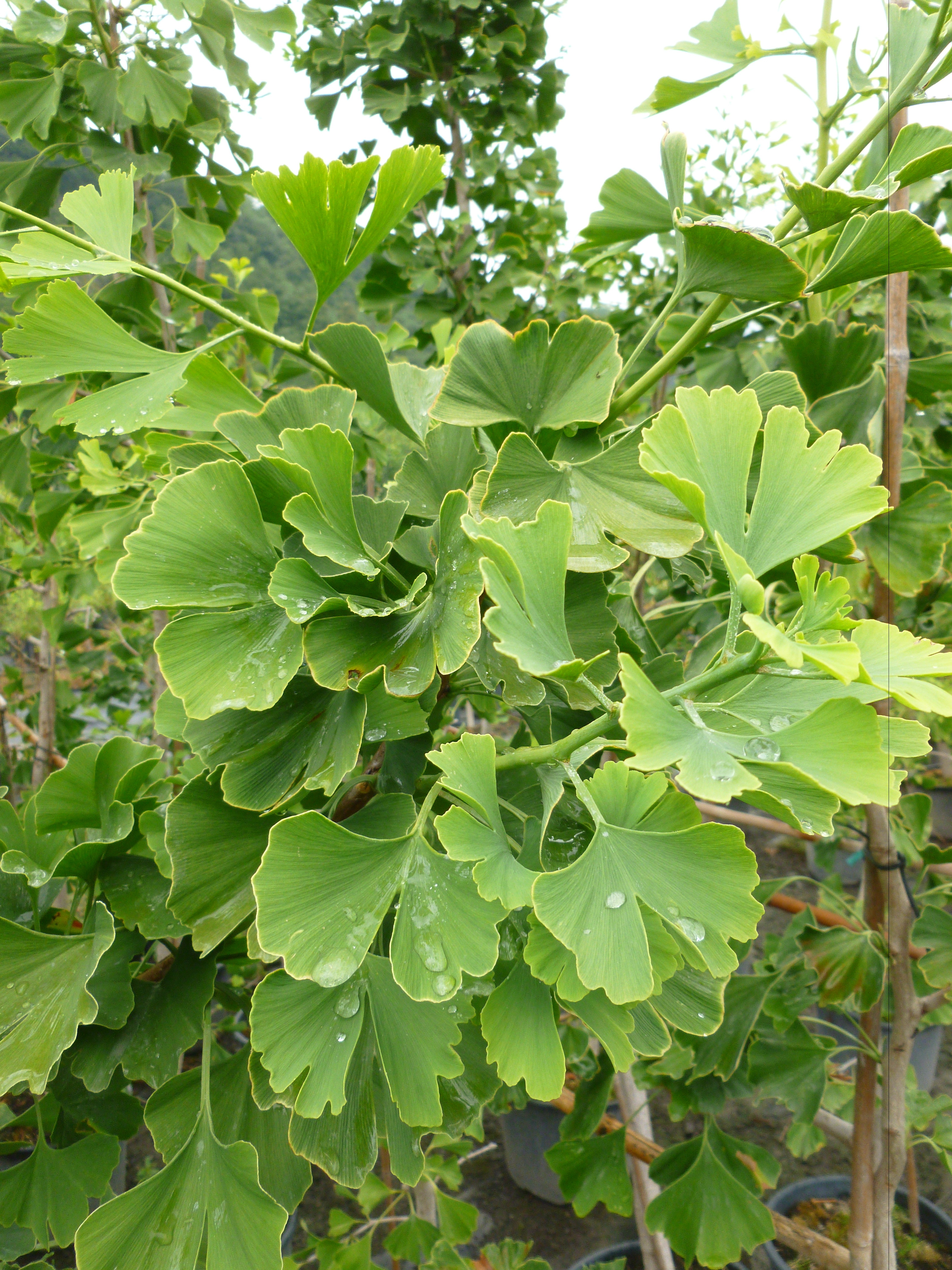 Arbre aux 40 écus 00183