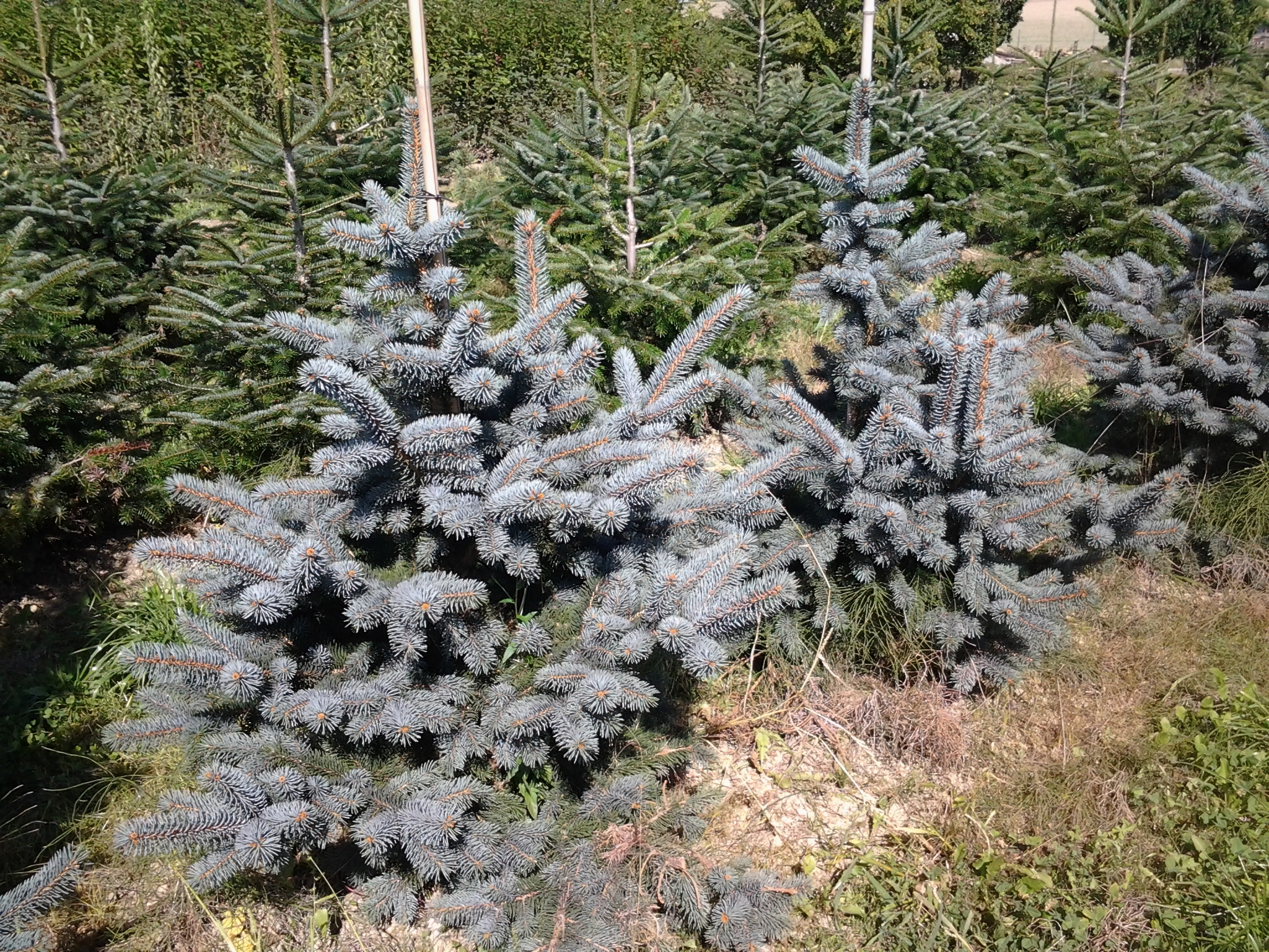 Sapin bleu 00283
