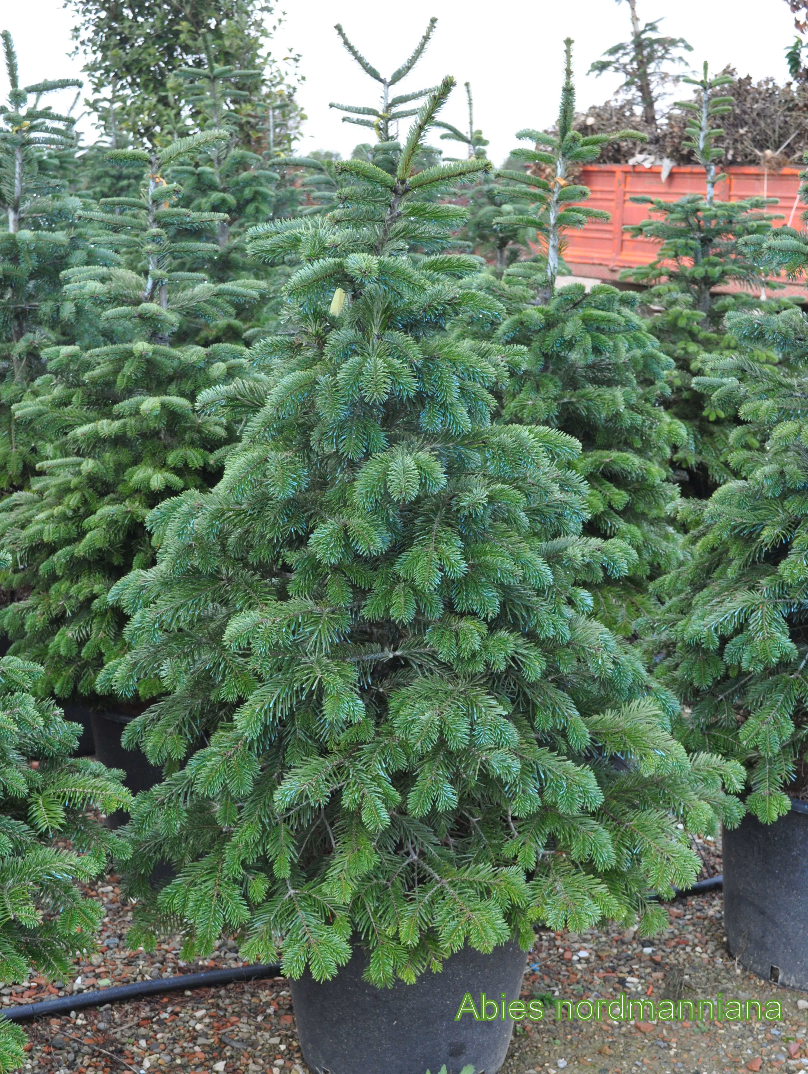 Sapin de Nordmann 00004