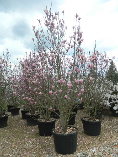 Magnolia soulangeana "susan" 00248