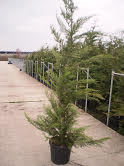 Cyprès de Leyland 00159