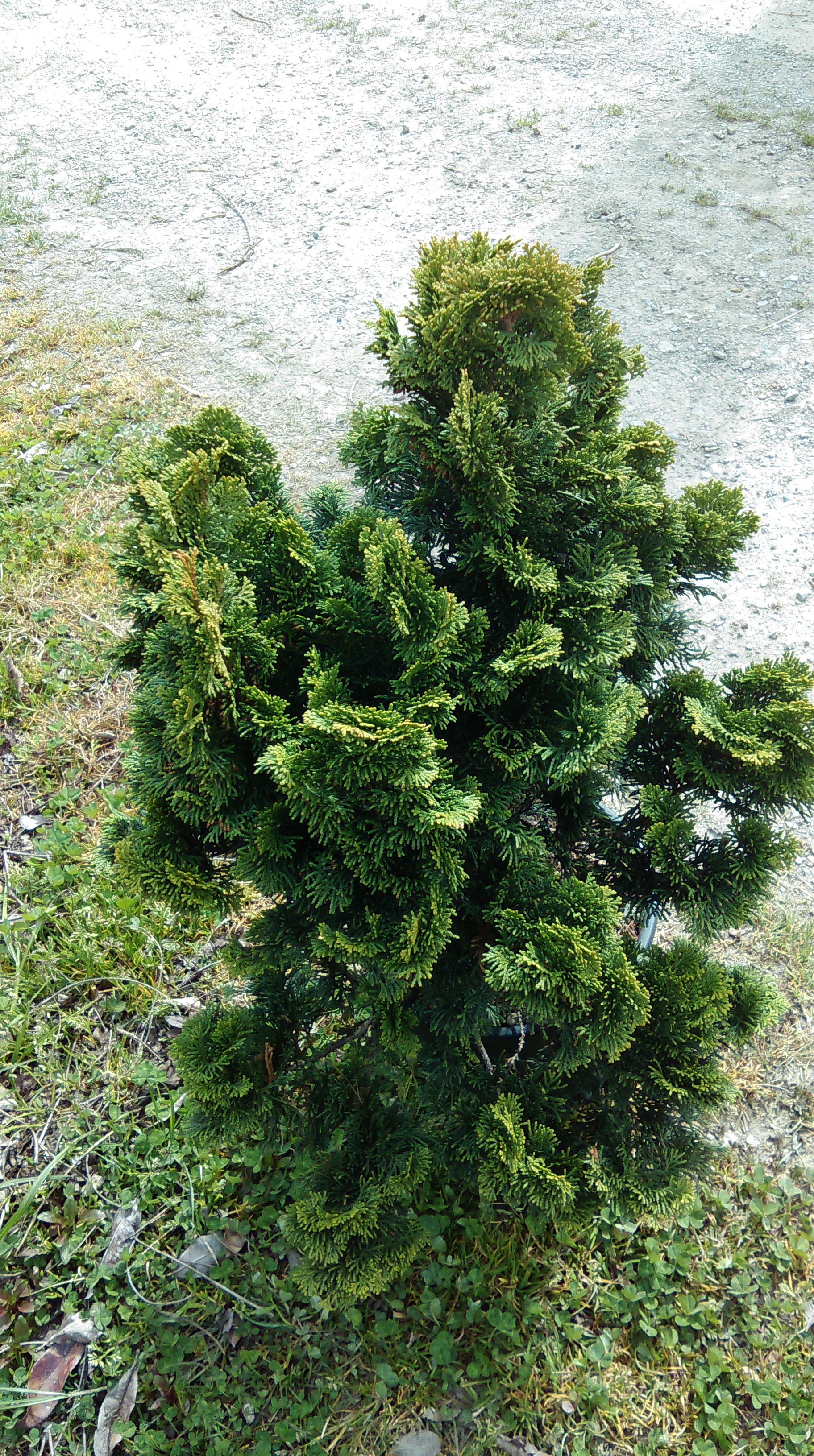 Cyprès hinoki du Japon 'Nana Gracilis' 01122