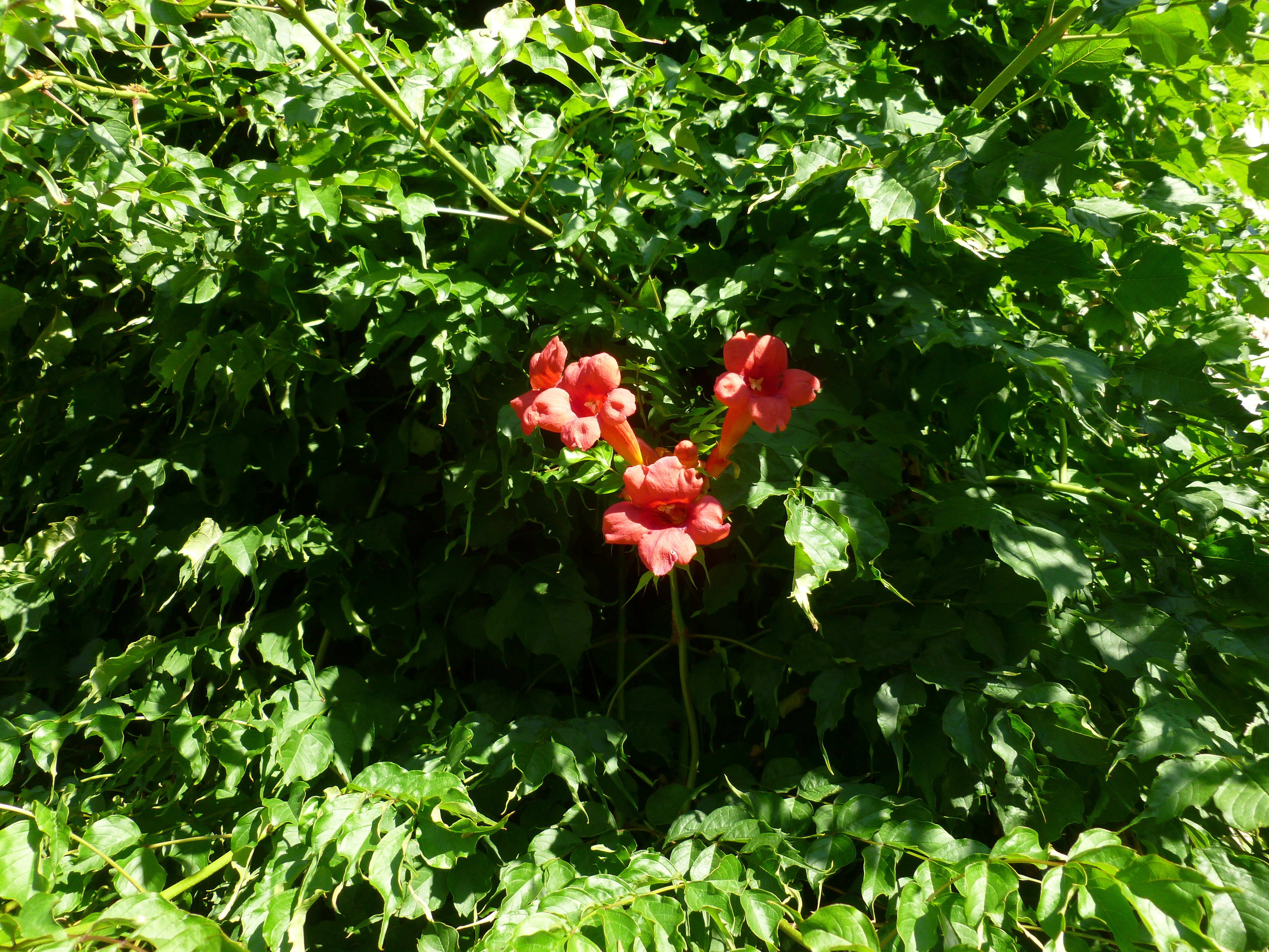 Bignone / Trompette de Virginie 00094