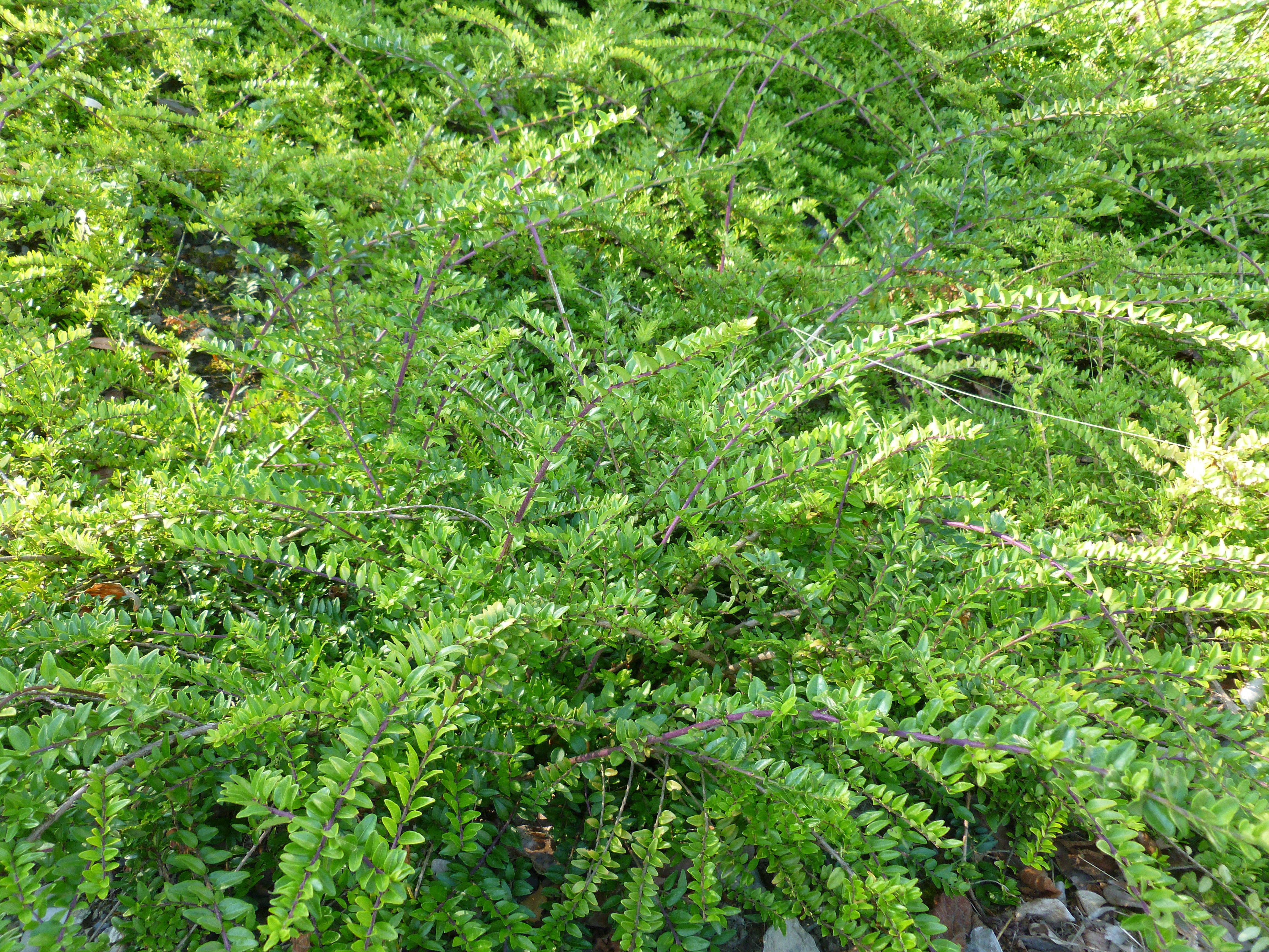 Chèvrefeuille à feuille de buis 00244