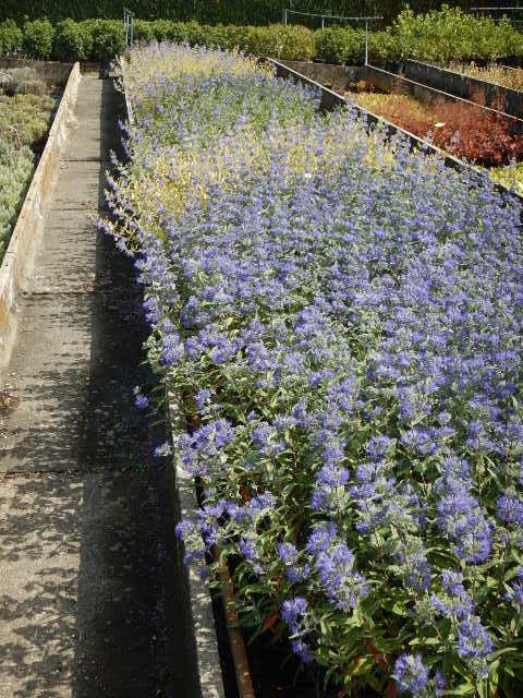 Spirée bleue 'Grand Bleu' 00097