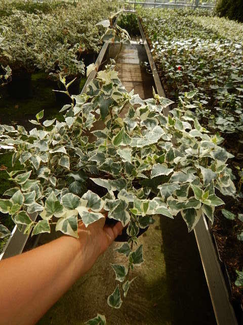 Lierre grimpant "Little Diamond" 01442