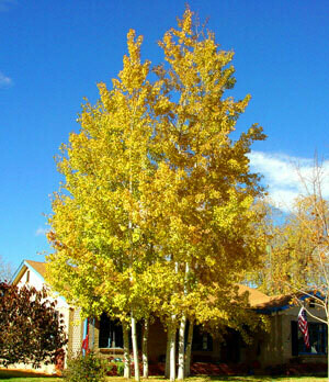 Quaking Aspen Clump