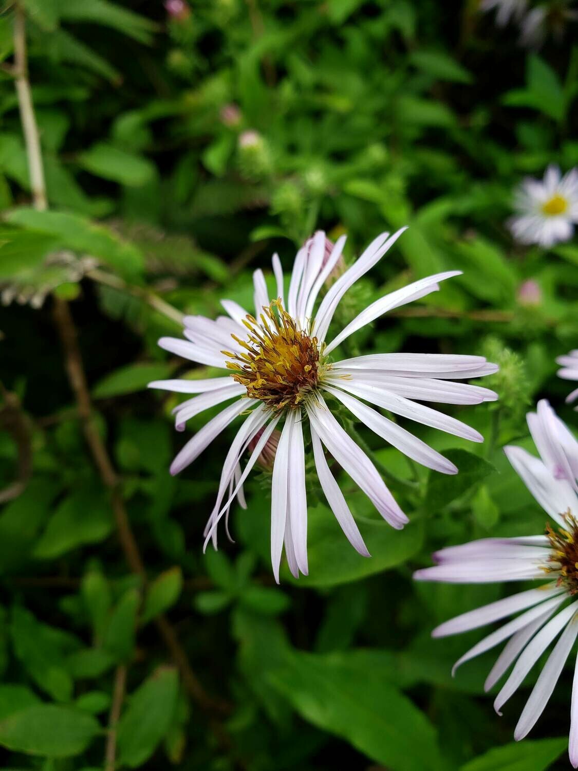 Climbing Aster | Buy Florida Friendly Plants - Largo and St. Petersburg