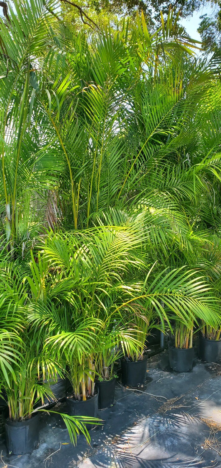 Areca Palm Buy Florida Friendly Plants Largo and St. Petersburg