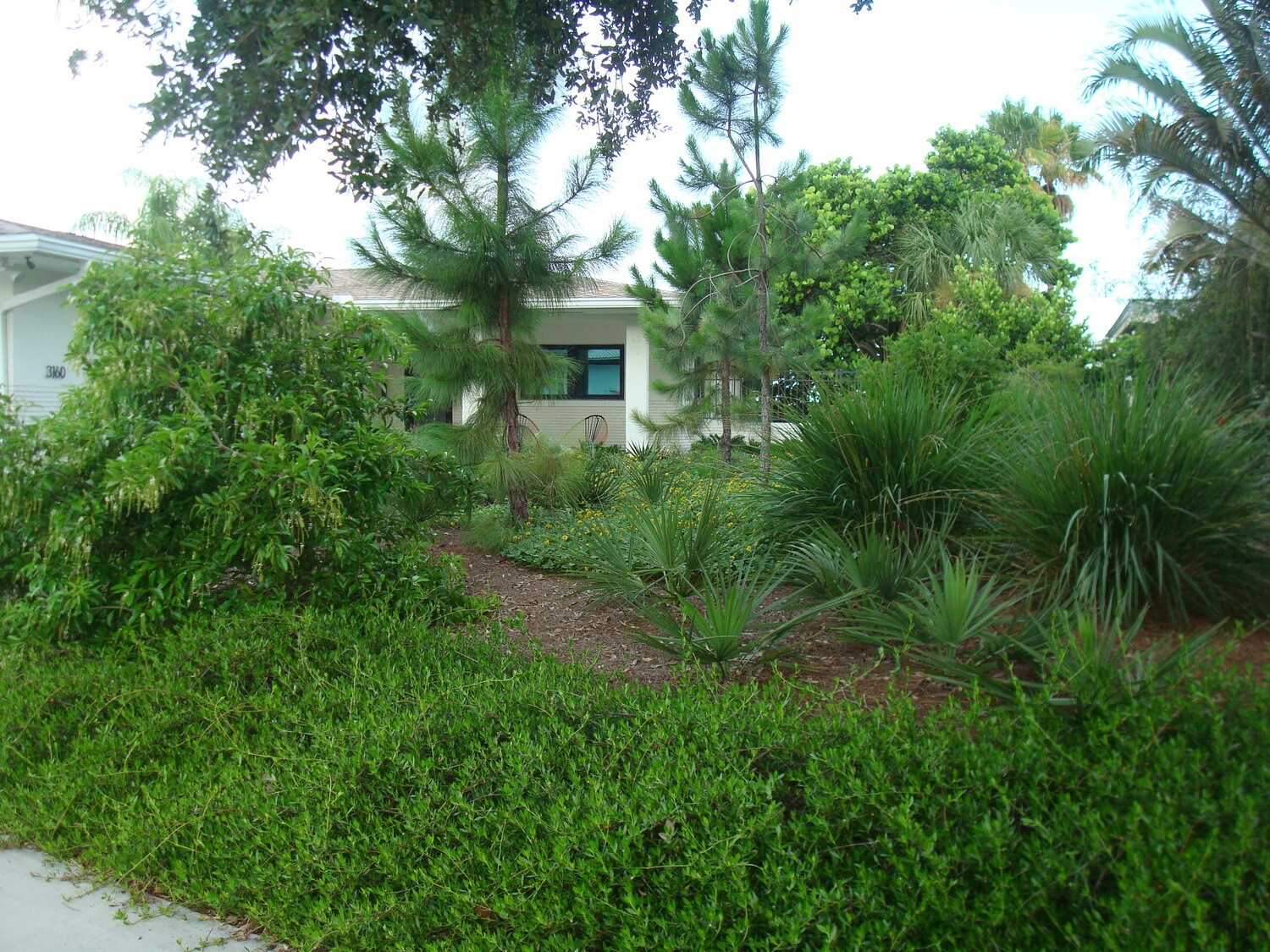 Beach Creeper / Golden Creeper | Buy Florida Friendly Plants - Largo