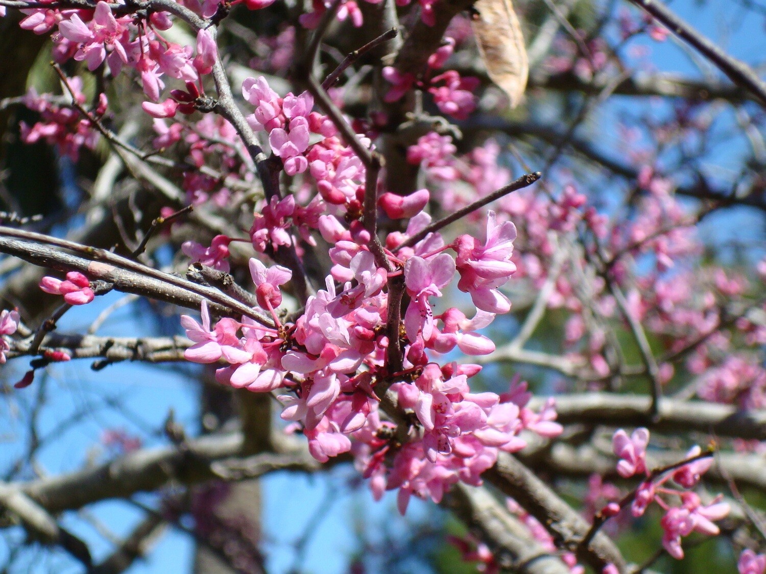 Eastern Redbud | Buy Florida Friendly Plants - Largo and St. Petersburg