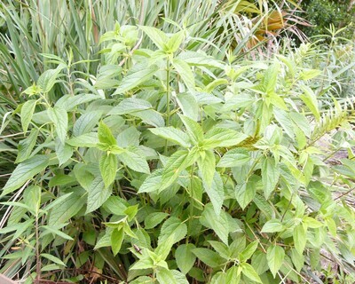 nettle false store plants