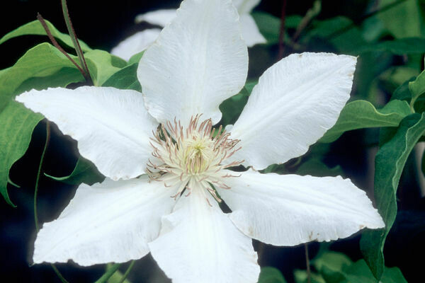 Hyde Hall Clematis (1 Gallon) Hyde Hall Clematis (1 Gallon)