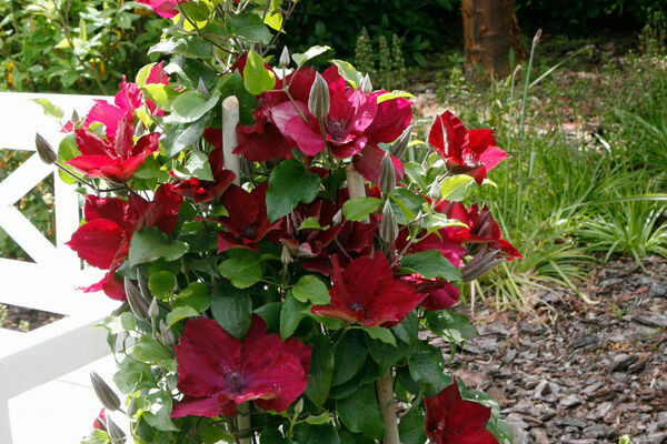 Nubia Clematis (1 Gallon) Nubia Clematis (1 Gallon)