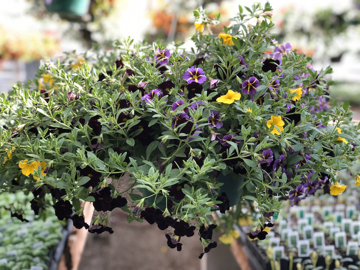 Calibrachoa Basket (P_N)