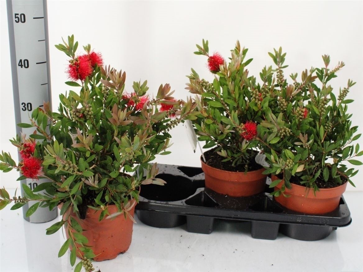 CALLISTEMON CITRINUS CALLISTEMON CITRINUS