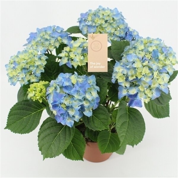 HYDR M EARLY BLUE HYDR M EARLY BLUE