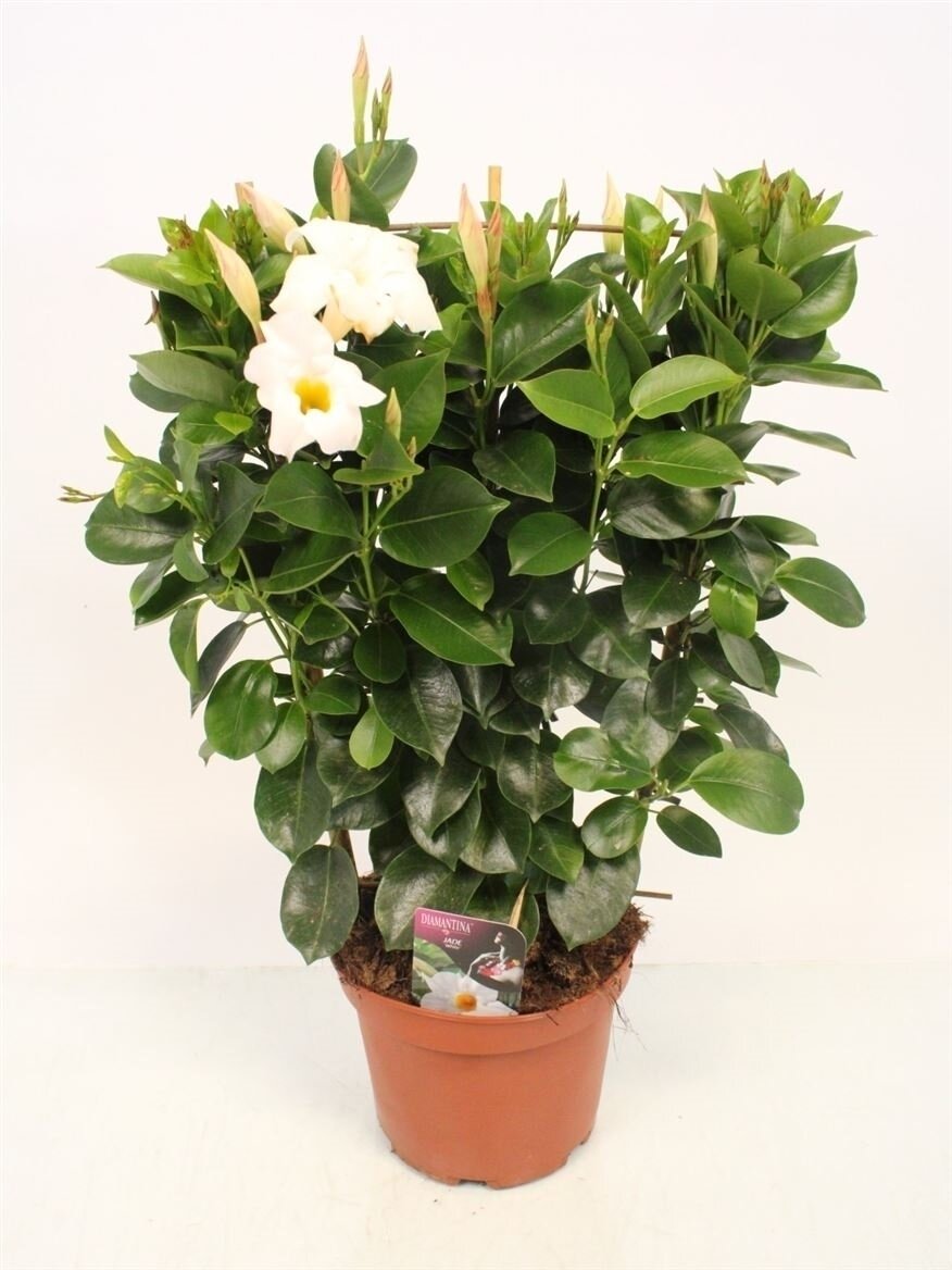 MANDE DI JADE WHITE MANDE DI JADE WHITE