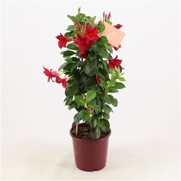 MANDE SUN RED MANDE SUN RED