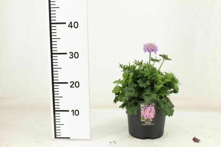 Scabiosa col. 'Mariposa Blue' Scabiosa col. 'Mariposa Blue'