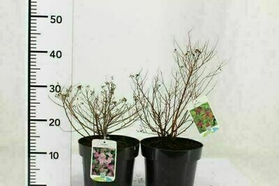 Spiraea japonica 'Golden Princess' Spiraea japonica 'Golden Princess'
