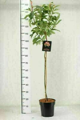 Photinia serratifolia 'Pink Crispy' Photinia serratifolia 'Pink Crispy'