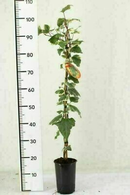Hedera alg. 'Gloire de Marengo' Hedera alg. 'Gloire de Marengo'