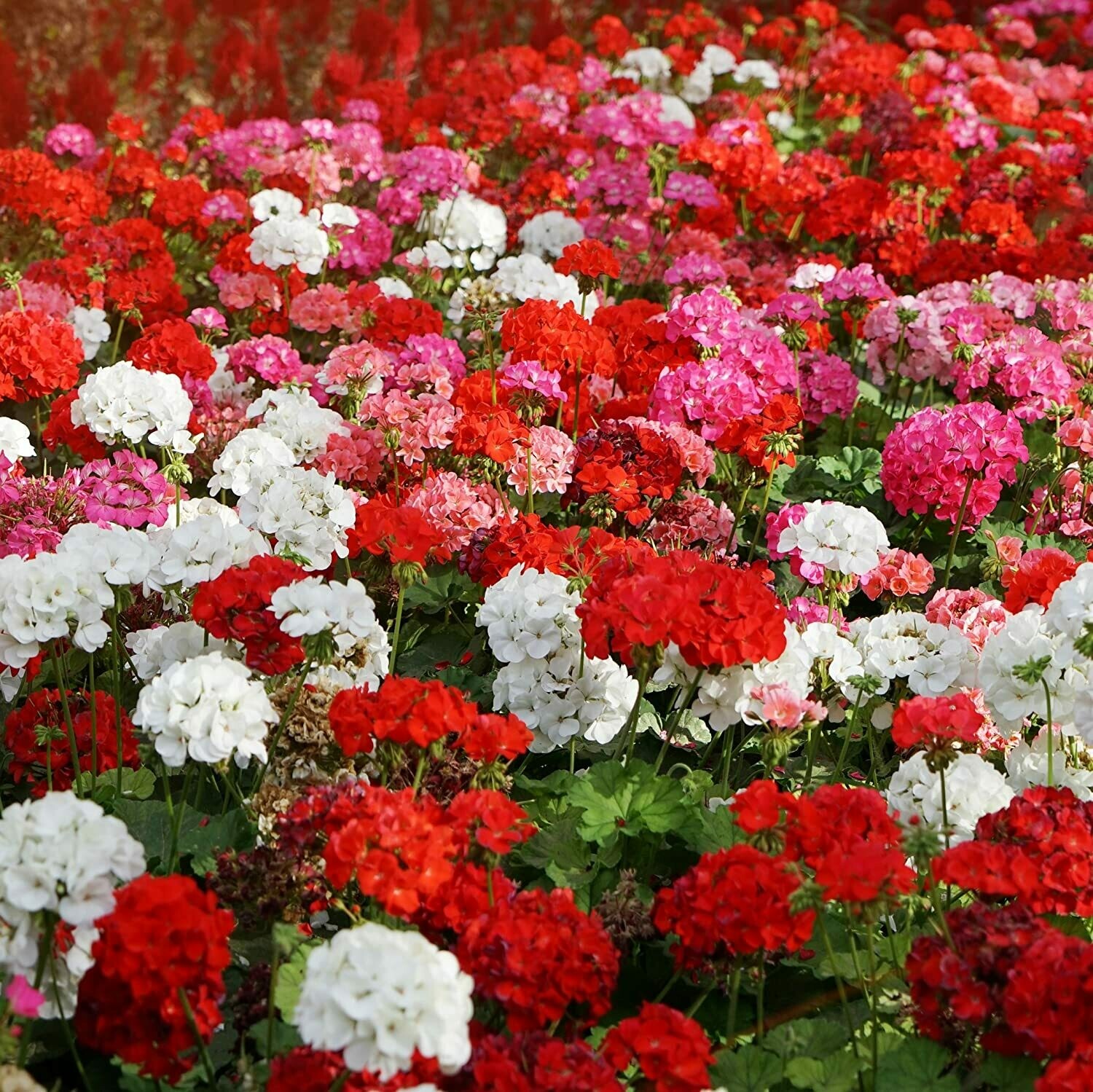 Staande geranium, in kleuren Staande geranium, in kleuren