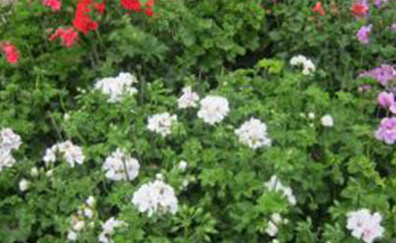 Hang geranium, in kleuren Hang geranium, in kleuren