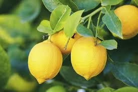 Limoni gialli non trattati - 7 kg Limoni gialli per limoncello