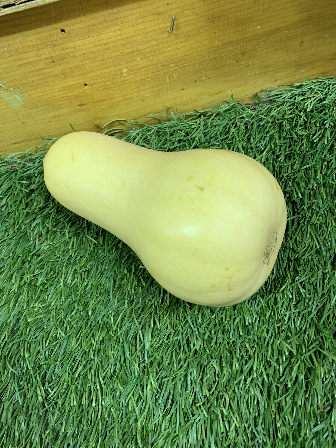 Squash- Butternut Squash- Butternut