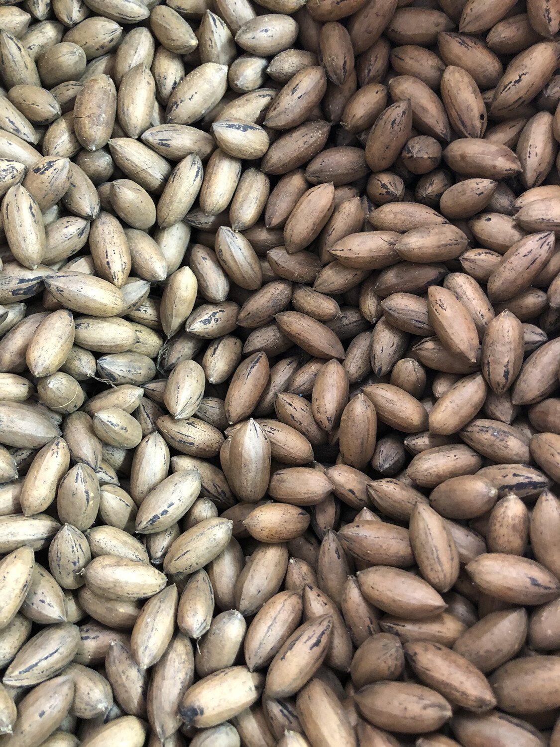 Pecans In The Shell Pecans In The Shell