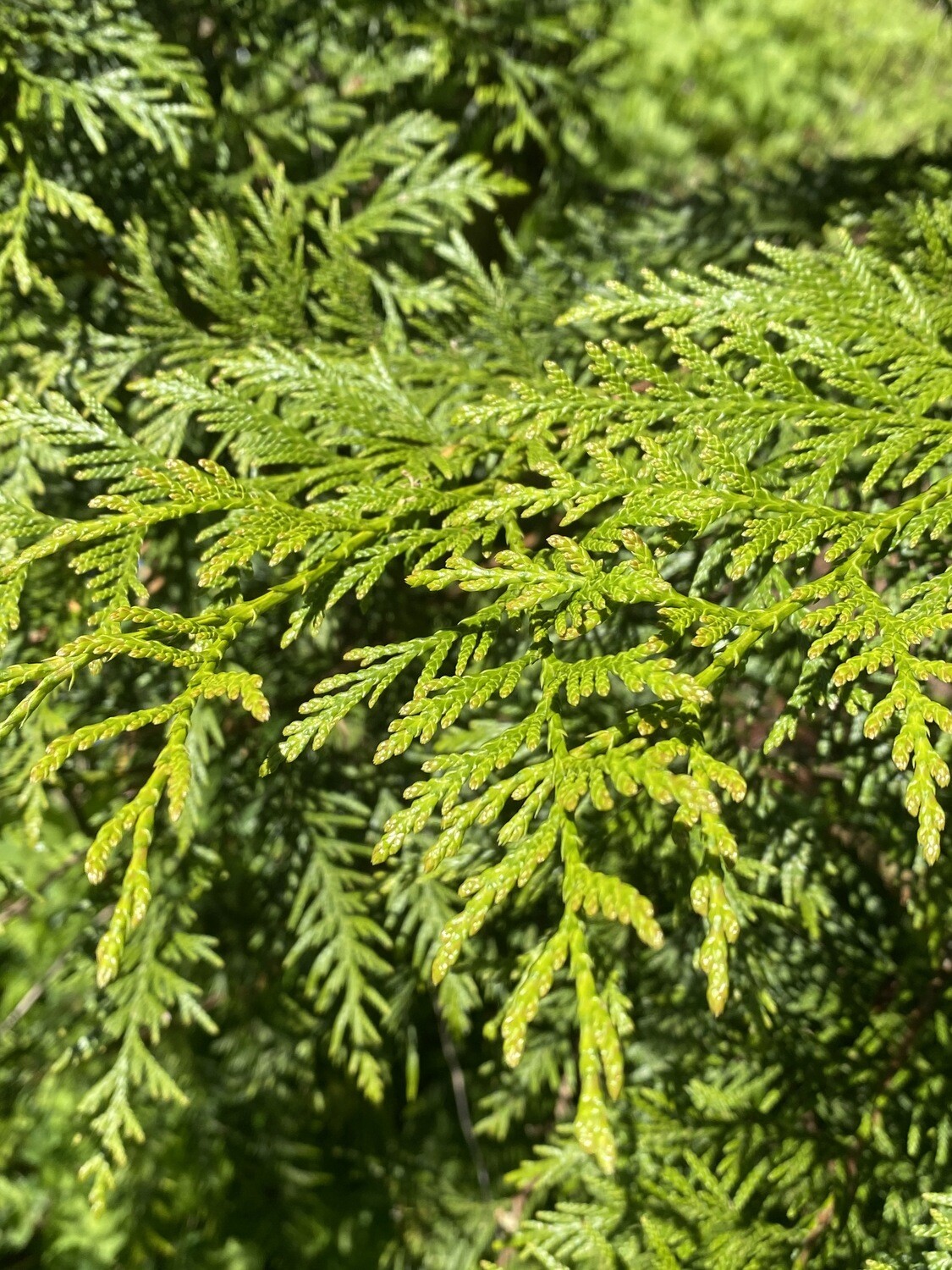 Thuja plicata varieties