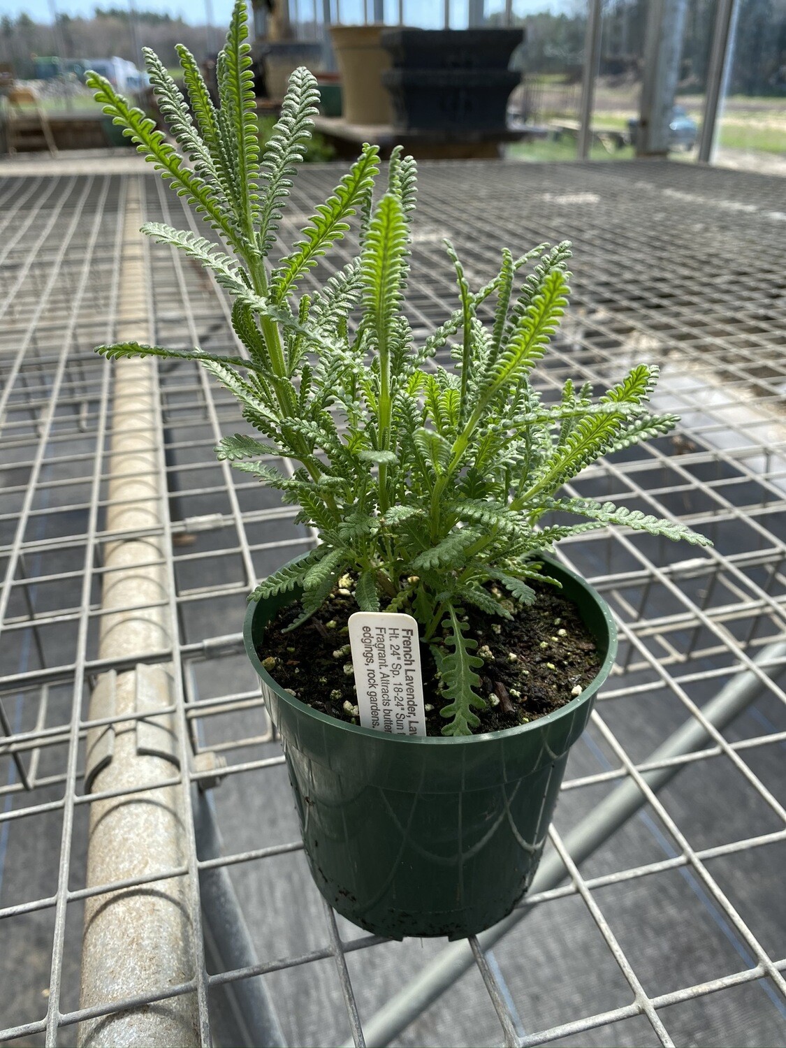 Herb | Lavender, French | Pint Herb | Lavender, French | Pint