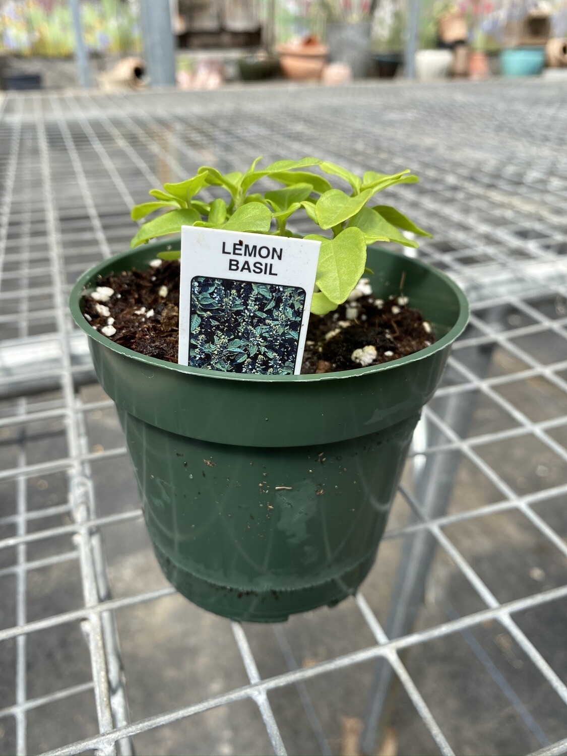 Herb | Basil, Lemon | Pint Herb | Basil, Lemon | Pint