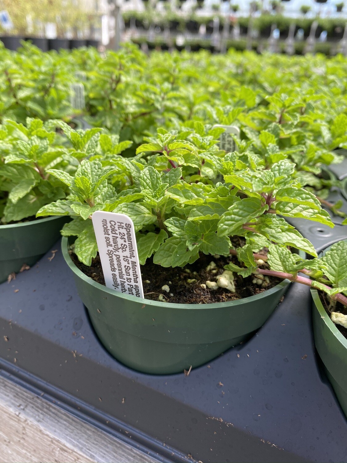 Herb | Spearmint | Pint Herb | Spearmint | Pint