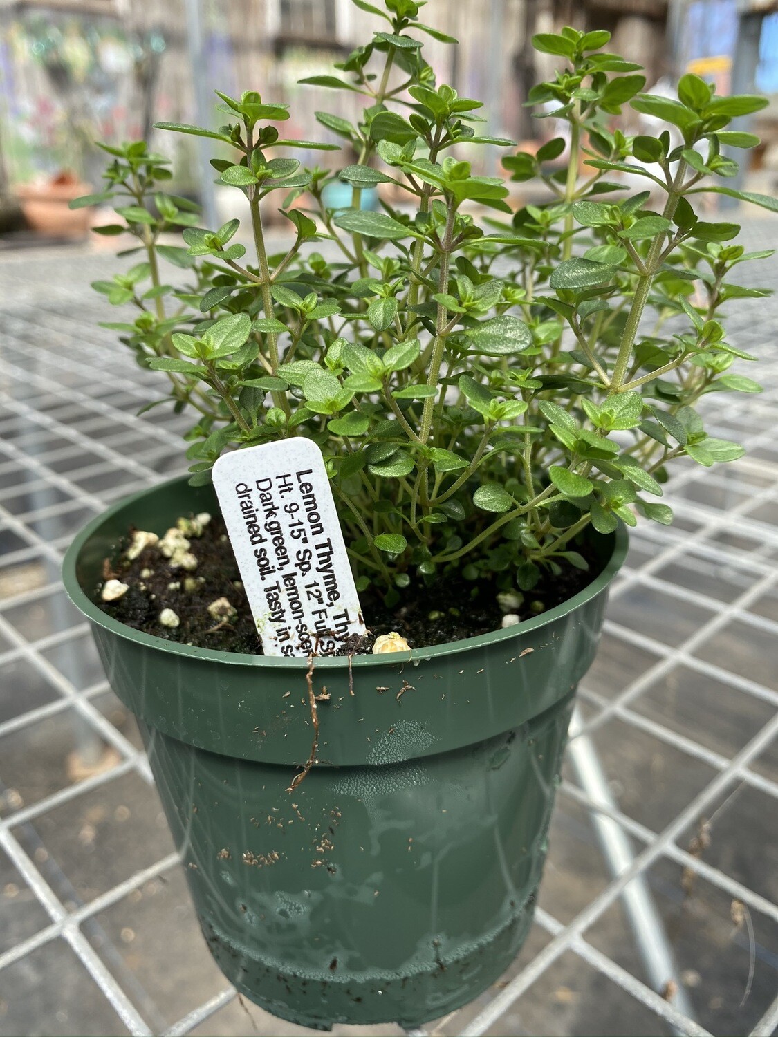Herb | Thyme, Lemon | Pint Herb | Thyme, Lemon | Pint