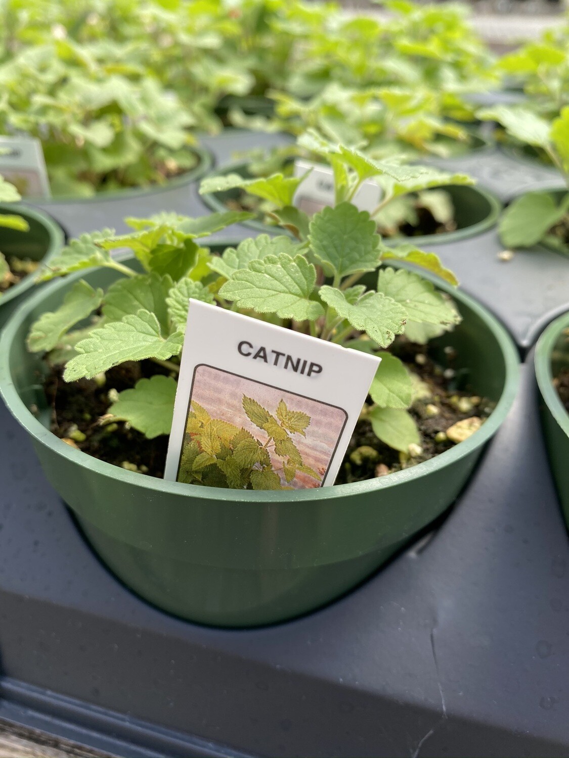 Herb | Catnip | Pint Herb | Catnip | Pint