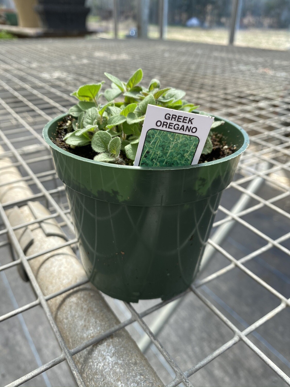 Herb | Oregano, Greek | Pint Herb | Oregano, Greek | Pint