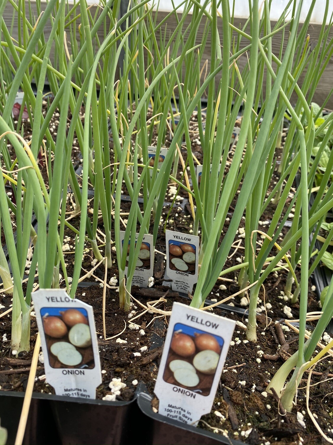 Vegetable Starter | Yellow Onions | 6 Pack Vegetable Starter | Yellow Onions | 6 Pack