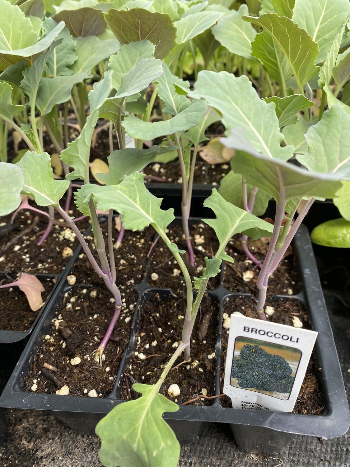 Vegetable Starter | Broccoli | 6 Pack Vegetable Starter | Broccoli | 6 Pack